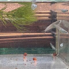 めだか屋「セミナ」青メダカ　若魚　30匹までの画像