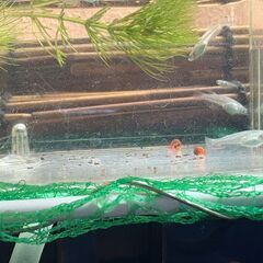 めだか屋「セミナ」青メダカ　若魚　30匹までの画像