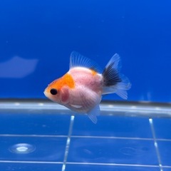 ローズテールオランダ1の画像