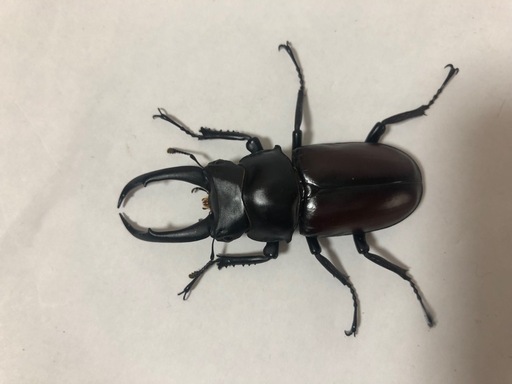 ドンキエールコクワガタ　オス