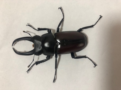 ドンキエールコクワガタ　オス