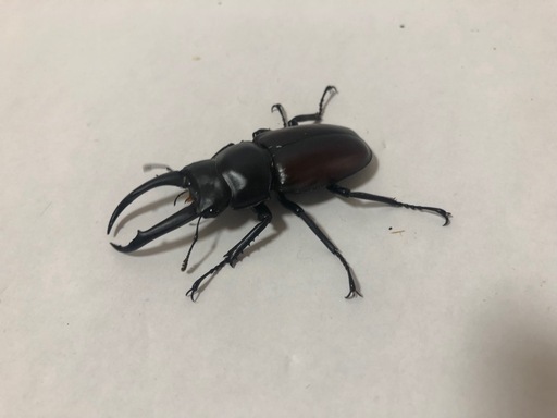 ドンキエールコクワガタ　オス