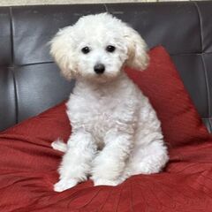 ブリーダー繁殖