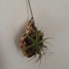 観葉植物の画像
