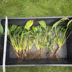 【観葉植物】スパティフィラム　ピッコリーノ　画像の株すべての画像