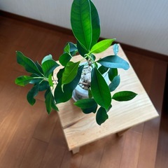 観葉植物の画像