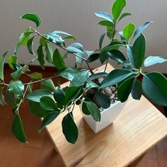 観葉植物の画像