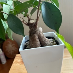 観葉植物の画像