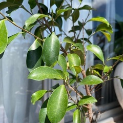 お値下げガジュマルの画像