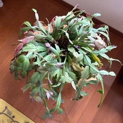 観葉植物の画像