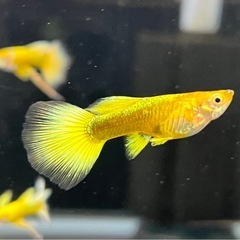 沖縄県産　フルゴールドリボン　トリオの画像
