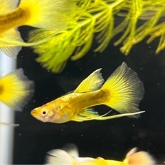 沖縄県産　フルゴールドリボン　トリオの画像