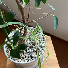 観葉植物の画像