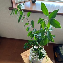 観葉植物の画像