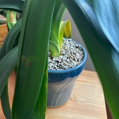 観葉植物の画像