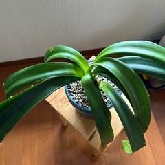 観葉植物の画像