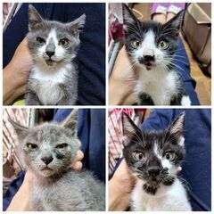 ★里親様✨募集致します★推定2ヵ月子猫4匹※9/21(日)澄川シ...