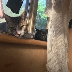 雄猫3歳