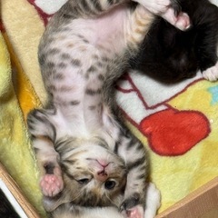 生後1ヶ月前後のかわいい子猫