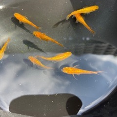サンシャインメダカ
の画像