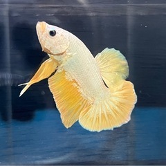 PKHM イエロードラゴン　オスの画像