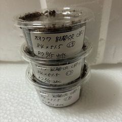 《お買い得！》初令〜2令3匹セット【幼虫】国産オオクワガタ　能勢SR血統！！　親♂84.0mm♀51.5mmの画像