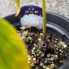 芍薬の苗の画像