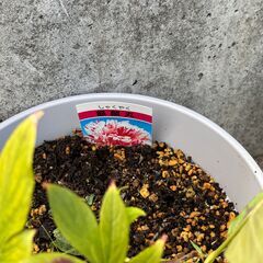 芍薬の苗の画像