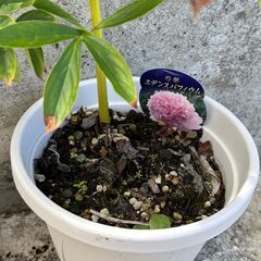 芍薬の苗の画像
