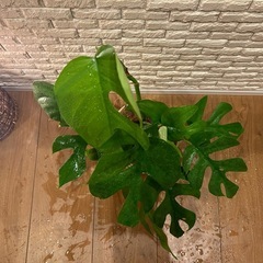 ❇️鮮やかなグリーンに切れ込みがある葉が魅力的✨な観葉植物【ヒメモンステラ】✨の画像