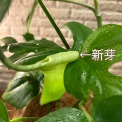 ❇️鮮やかなグリーンに切れ込みがある葉が魅力的✨な観葉植物【ヒメモンステラ】✨の画像