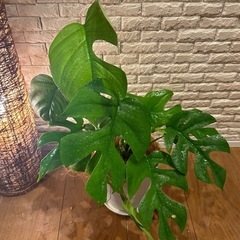 ❇️鮮やかなグリーンに切れ込みがある葉が魅力的✨な観葉植物【ヒメモンステラ】✨の画像