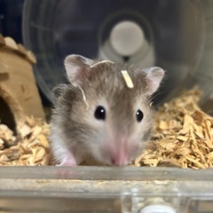 里親募集中です