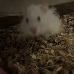 里親募集中です