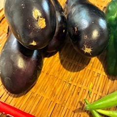 9/19朝どれ無農薬野菜セットの画像