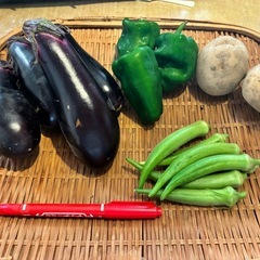 9/19朝どれ無農薬野菜セット