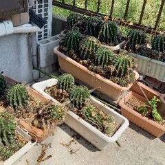 サボテン🌵差し上げます‼️の画像