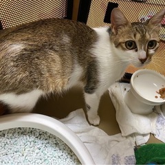 ママ猫と仔猫🐱里親様募集です☆