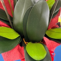 光触媒加工‼️ 胡蝶蘭　消臭抗菌　開店祝　移転祝 の画像