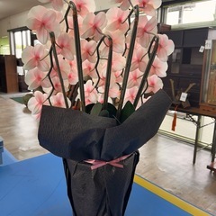 光触媒加工‼️ 胡蝶蘭　消臭抗菌　開店祝　移転祝 の画像