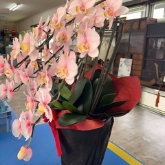 光触媒加工‼️ 胡蝶蘭　消臭抗菌　開店祝　移転祝 の画像