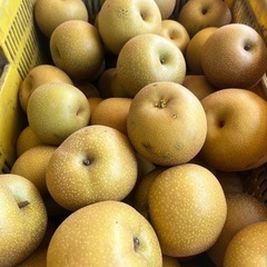 訳あり梨🍐　10キロの画像