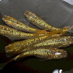 🎏【サイシュウヘイキ】✨2ペア＋1匹  計5匹🎏の画像