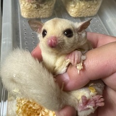 各カラー‼️フクロモモンガ 