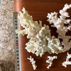 サイパン、ロタ島の珊瑚 サンゴ インテリア の画像