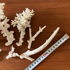 サイパン、ロタ島の珊瑚 サンゴ インテリア の画像