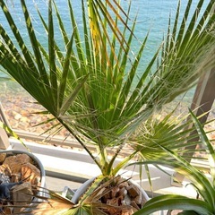 ワシントンヤシの中古が安い！激安で譲ります・無料であげます｜ジモティー