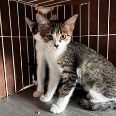 お鼻がミッキー柄🐱シロキジちゃん - 猫