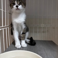 お鼻がミッキー柄🐱シロキジちゃん