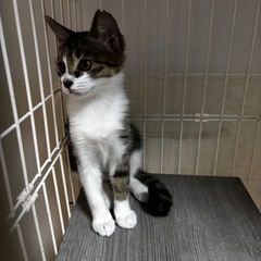 お鼻がミッキー柄🐱シロキジちゃん - 熊本市